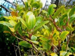 Apodytes geldenhuysii