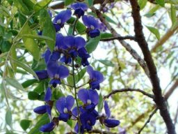 Bolusanthus speciosus