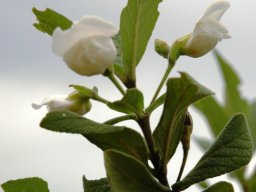 Bowkeria verticillata
