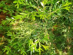 Buxus macowanii