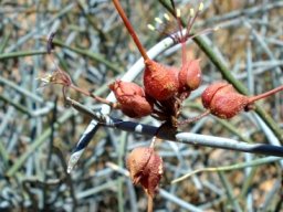 Cadaba aphylla old flowers