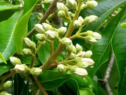 Calodendrum capense preparing to flower