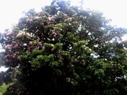 Calodendrum capense crown