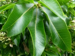 Calodendrum capense leaves