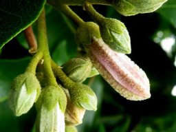 Calodendrum capense buds
