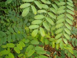 Calpurnia aurea subsp. aurea