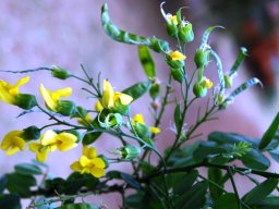 Calpurnia aurea subsp. aurea flowers and pods
