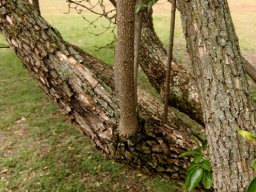 Volkameria glabra stems