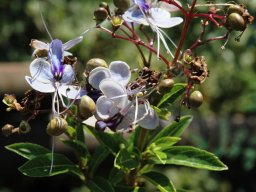 Rotheca myricoides flowers and fruit