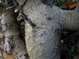 Commiphora capensis bark