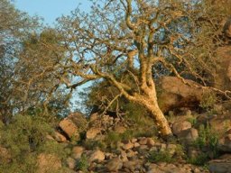 Commiphora marlothii