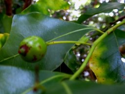 Cryptocarya woodii, the river wild-quince