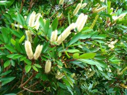 Cunonia capensis