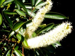 Cunonia capensis creamy blooms
