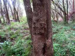 Cunonia capensis trunk