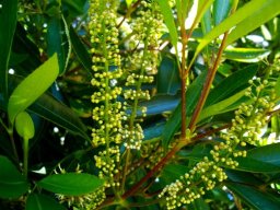 Cunonia capensis buds