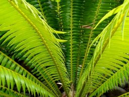 Dioon spinulosum