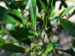 Dodonaea viscosa var. angustifolia