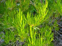 Dodonaea viscosa var. angustifolia narrow, erect leaves