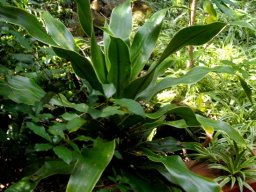 Dracaena aletriformis