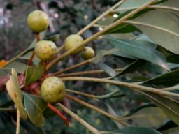 Ekebergia capensis green fruit