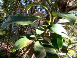 Elaeodendron croceum leaves