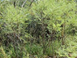 Elephantorrhiza burkei