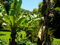 Ensete ventricosum flowers