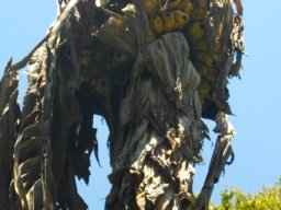 Ensete ventricosum fruit