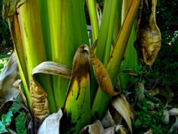 Ensete ventricosum leaf bases