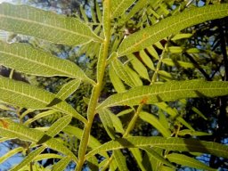 Erythrophysa transvaalensis leaves