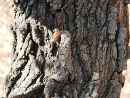 Faurea saligna bark
