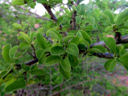Flueggea virosa subsp. virosa bark