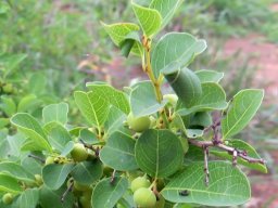 Flueggea virosa subsp. virosa green fruit