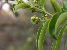 Galpinia transvaalica buds