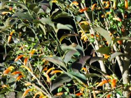 Halleria lucida