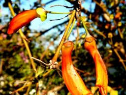 Halleria lucida flowers