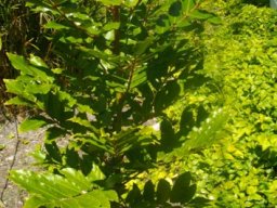 Harpephyllum caffrum