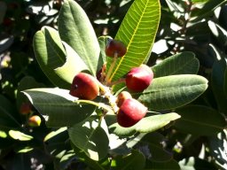 Heeria argentea red fruit