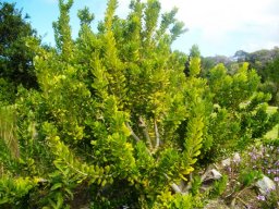 Heeria argentea