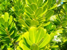 Heeria argentea stem-tips