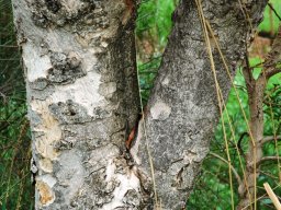 Heteropyxis natalensis bark