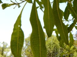 Heteropyxis natalensis leaf veins