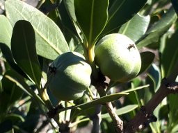Hyaenanche globosa green fruit