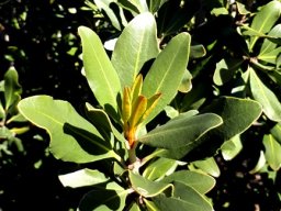 Hyaenanche globosa new leaves