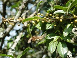 Ilex mitis var. mitis