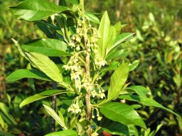 Kiggelaria africana in flower