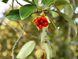 Kiggelaria africana