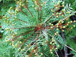 Kirkia wilmsii
