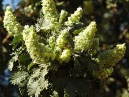 Leucosidea sericea 